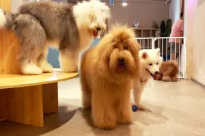 A fluffy Golden Doodle, Old English Sheepdog, and Samoyed interacting inside World of Paws, a popular Singapore puppy cafe currently undergoing renovations.