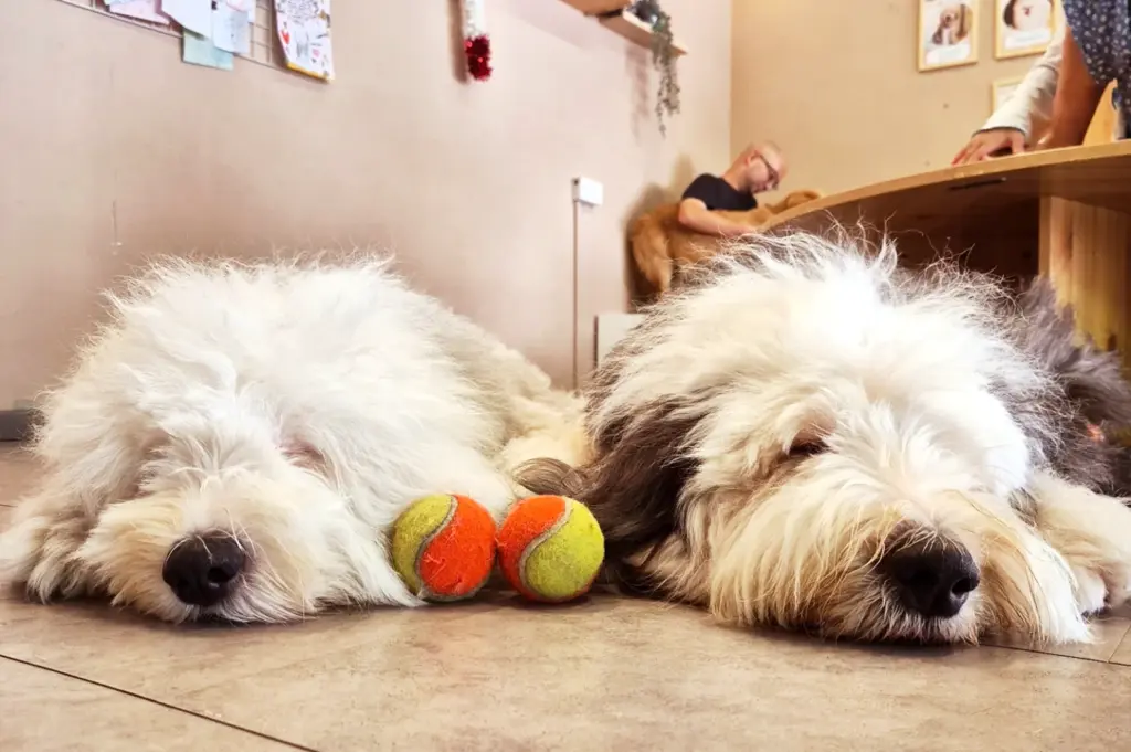Two sleepy Old English Sheepdogs resting on the floor with tennis balls at World of Paws, highlighting the relaxed atmosphere during the ongoing cafe renovation.