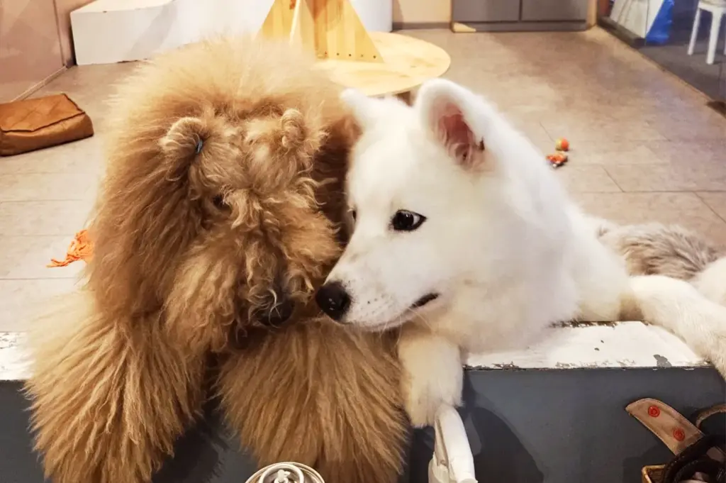 Close-up of a curly-haired doodle and a white Samoyed bonding at World of Paws, showing the friendly dog-cafe experience while the venue undergoes facility upgrades.
