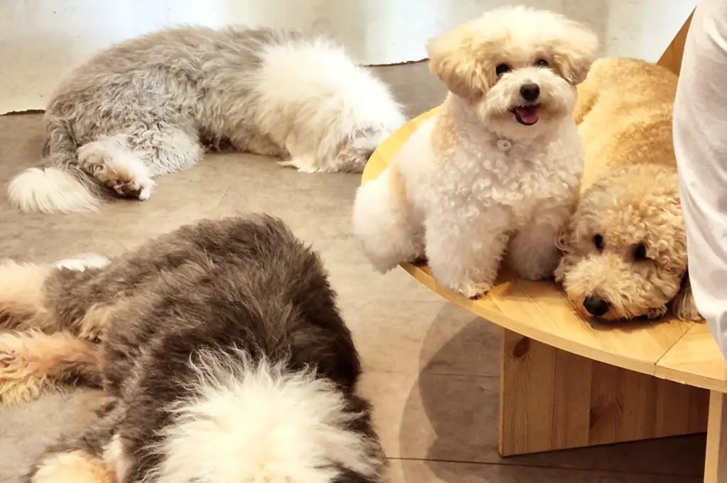 Group of various dog breeds, including a small Bichon Frise and large Sheepdogs, resting on wooden furniture at World of Paws, showcasing the cafe's previous environment leading to current renovation works.