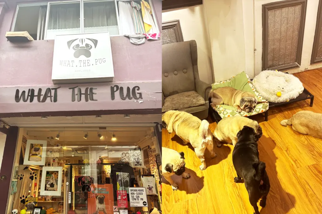 Exterior and interior view of What The Pug in Singapore, featuring their signature pug-themed branding and a cozy play area where pugs relax.