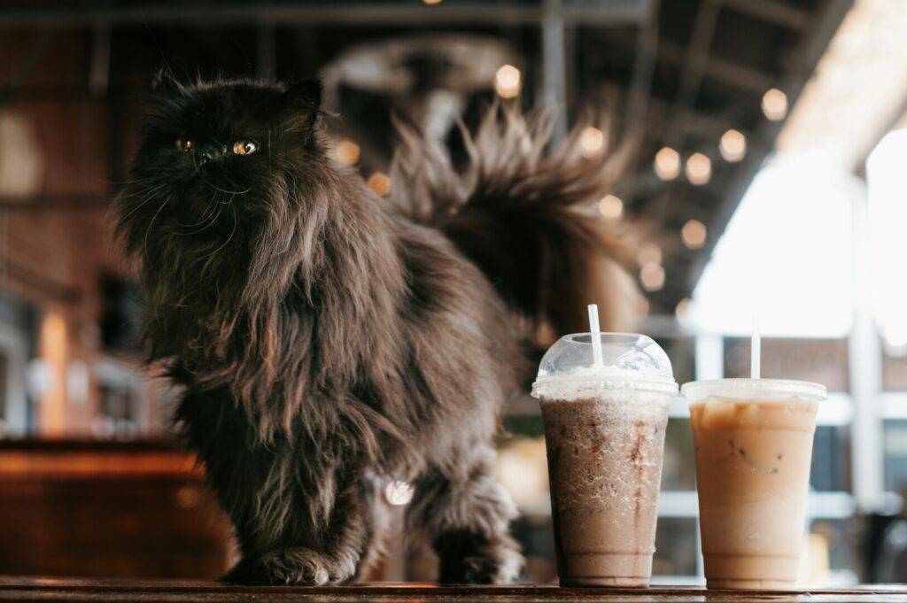 A cat next to two drinks in a pet cafe, highlighting the inviting environment for both pets and their owners.