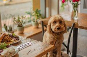 A dog sitting at a table adorned with food and flowers at a dog cafe in Singapore.