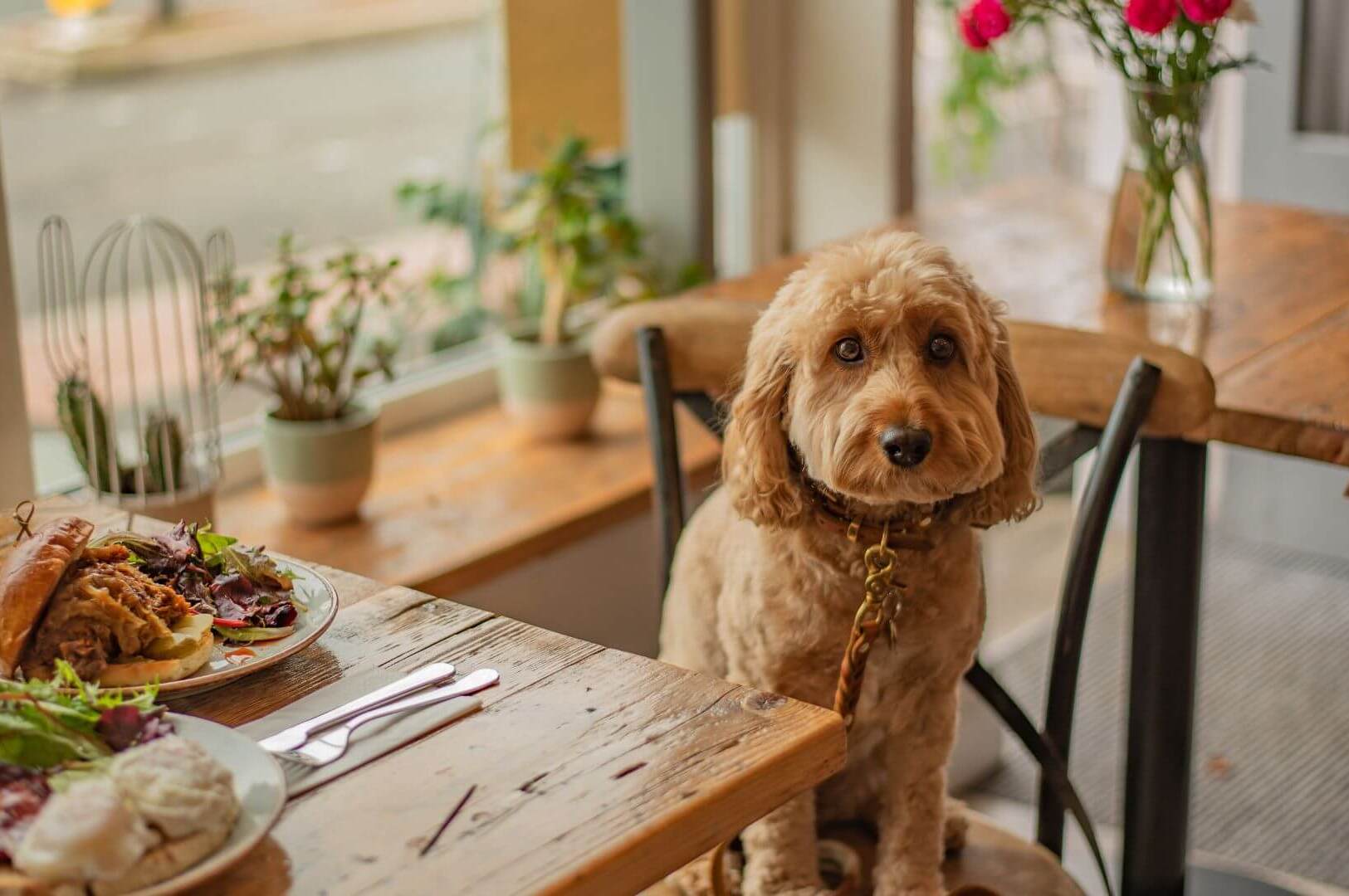 A dog sitting at a table adorned with food and flowers at a dog cafe in Singapore.