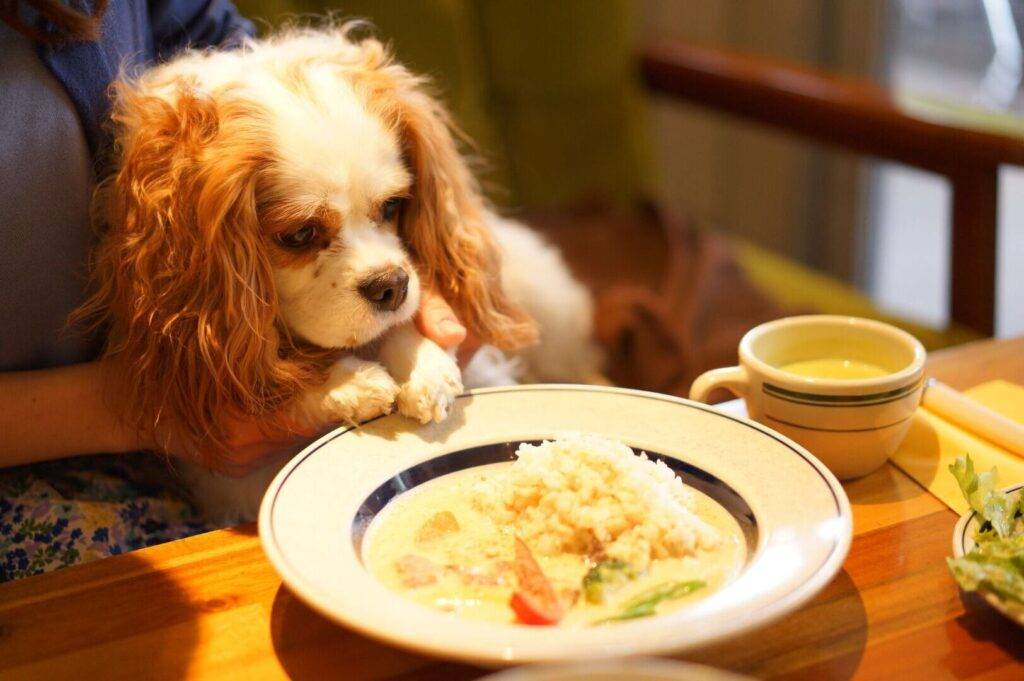 A dog at a table in a dog cafe in Singapore, eagerly watching a plate of food placed before it.