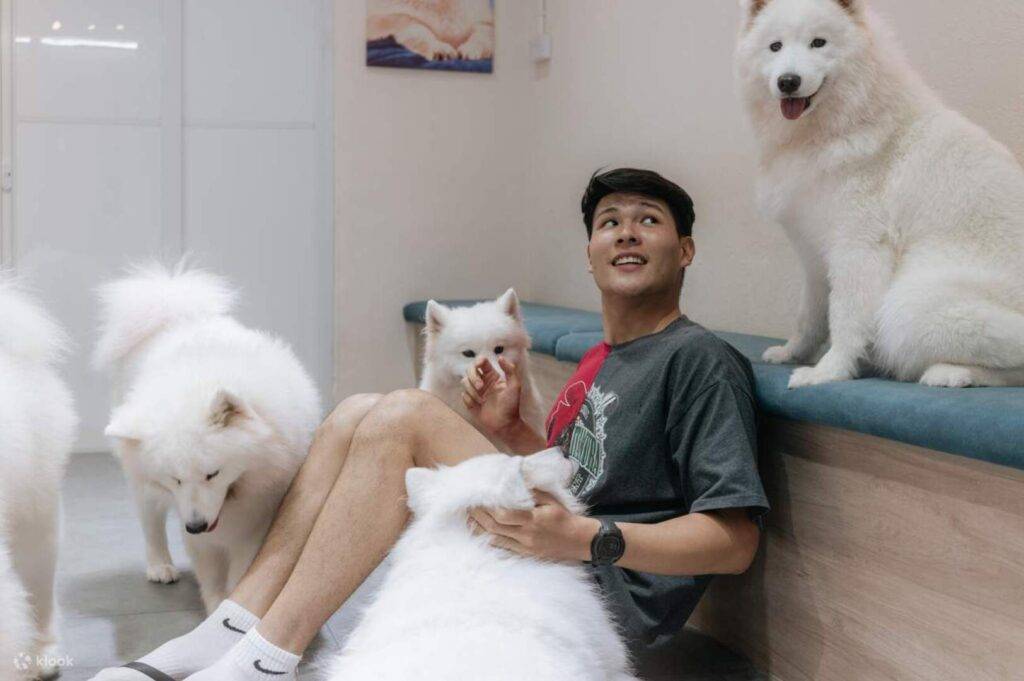 At a dog cafe in Singapore, a man relaxes on a bench with multiple white dogs gathered around him.