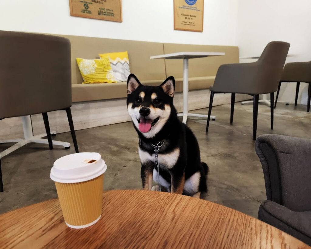 A small dog sitting on the café floor at The Barking Bean Singapore, surrounded by tables and chairs in a relaxed, pet-friendly setting.