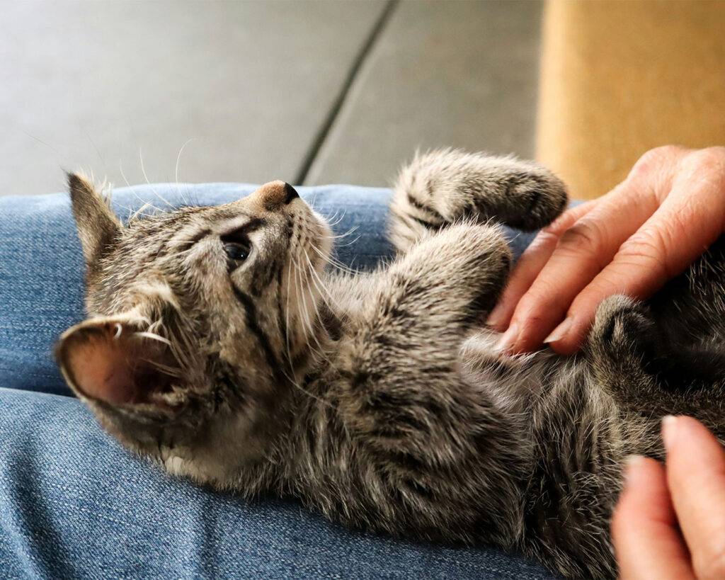 A cat resting comfortably on its owner’s lap inside The Barking Bean Singapore café, capturing a calm and affectionate moment in the pet-friendly space.