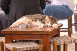 A relaxed domestic cat sleeping peacefully on a wooden cafe table in a cozy, pet-friendly environment, showcasing the laid-back atmosphere of Singapore’s cafe culture.