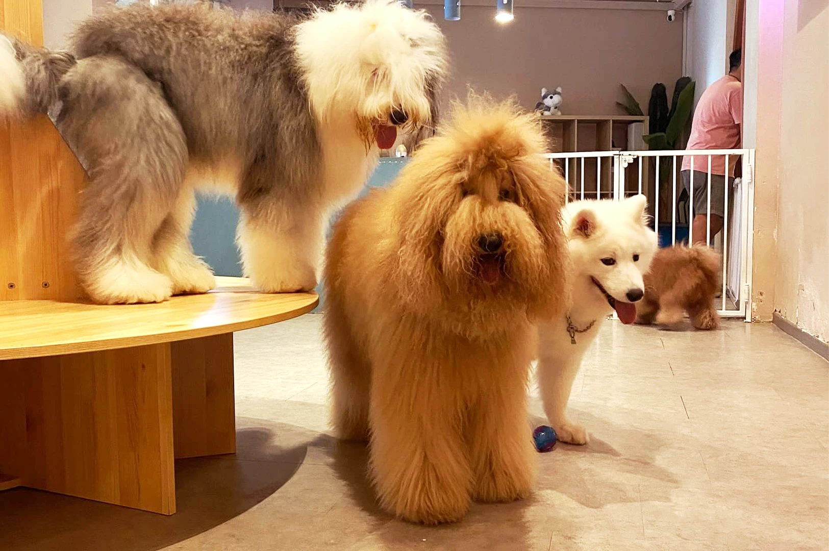 A fluffy Golden Doodle, Old English Sheepdog, and Samoyed interacting inside World of Paws, a popular Singapore puppy cafe currently undergoing renovations.