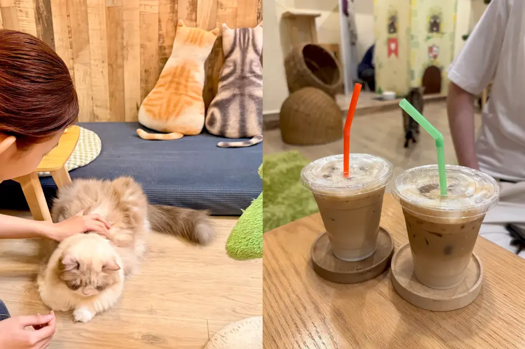 A visitor interacting with a fluffy cat at Meomi Cat Cafe, surrounded by cat-themed decor, while iced coffee drinks sit on the table nearby.