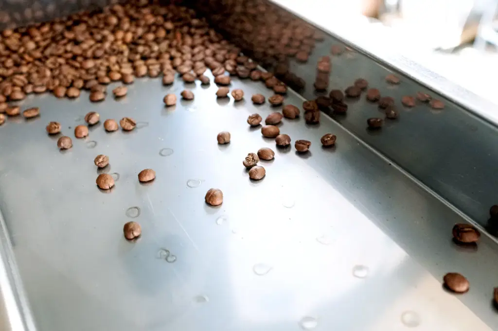 Roasted coffee beans moving along a cooling tray in a professional roasting machine, showcasing the craft behind decaf coffee production.