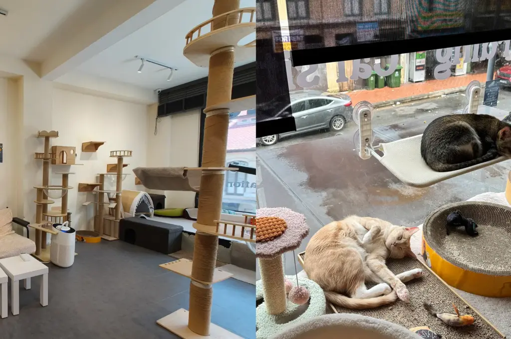 Inside the bright and spacious Cat Paradise Singapore, featuring multi-level cat trees and climbing structures designed to help resident cats socialize and find forever homes.