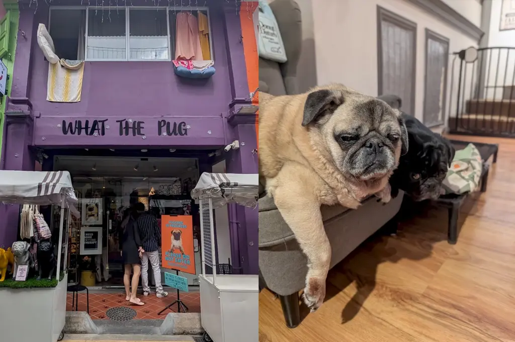 The vibrant purple storefront of What The Pug in Singapore, featuring an inviting entrance for dog lovers, alongside a candid view of a pug resting on a sofa inside the petting cafe.