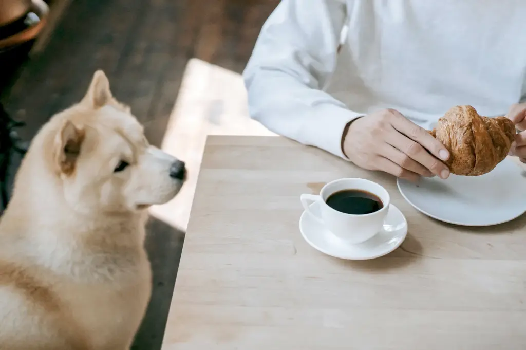 A friendly dog sitting patiently next to a person enjoying a fresh croissant and a cup of black coffee at a pet-friendly cafe, highlighting a perfect morning outing with a pet.