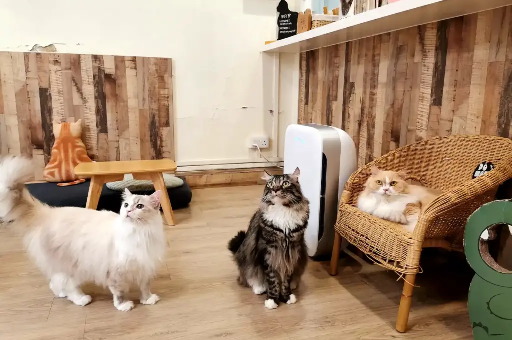 A group of fluffy resident cats posing together inside the cozy, wooden-themed interior of Meomi Cat Cafe in Singapore.