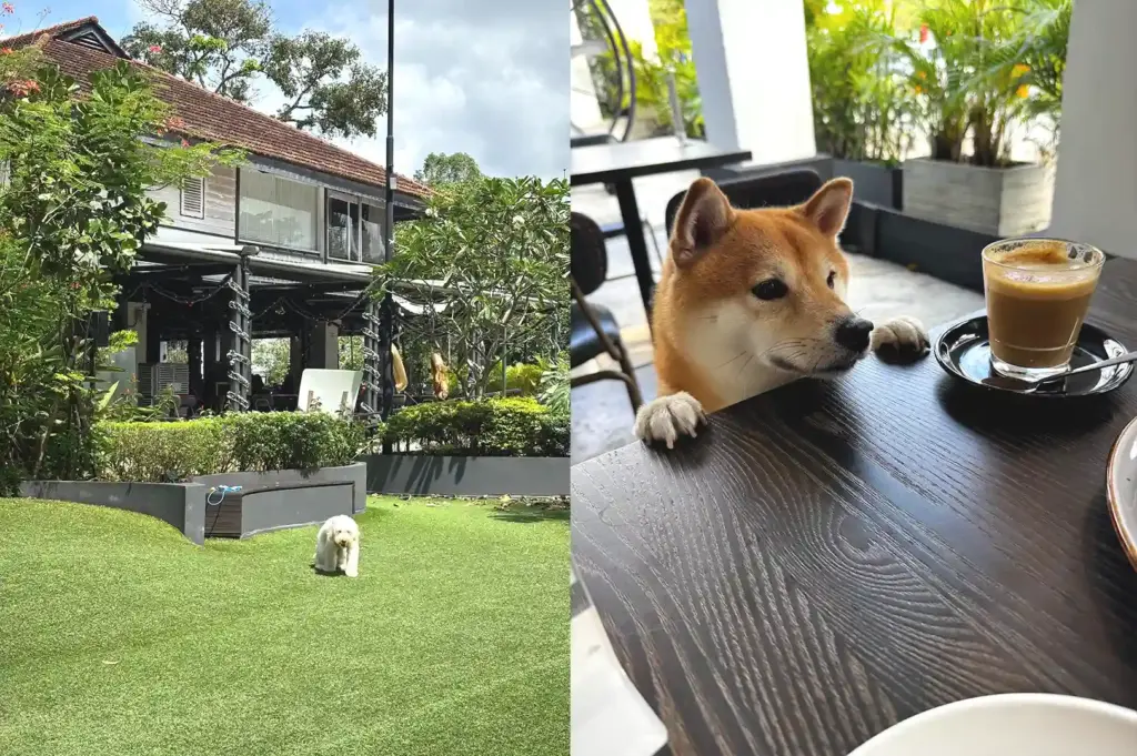 A split view showing a dog running on a green lawn outside a garden building on the left, and a cute dog peering over a wooden cafe table next to a cup of coffee on the right.