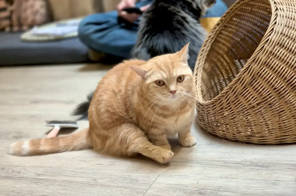 An adorable orange tabby cat sitting on the wooden floor next to a woven cat bed at Meomi Cat Cafe.