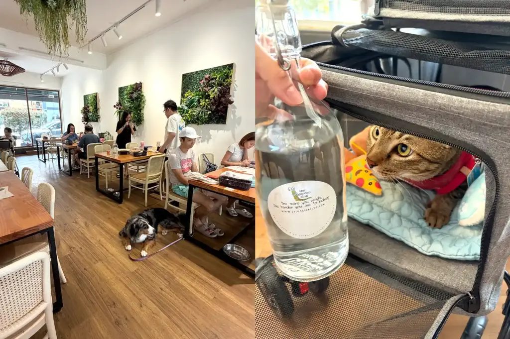 Split-view image of the lively cafe interior with diners and a dog resting on the floor on the left, and a cat peering out from a pet carrier on the right.