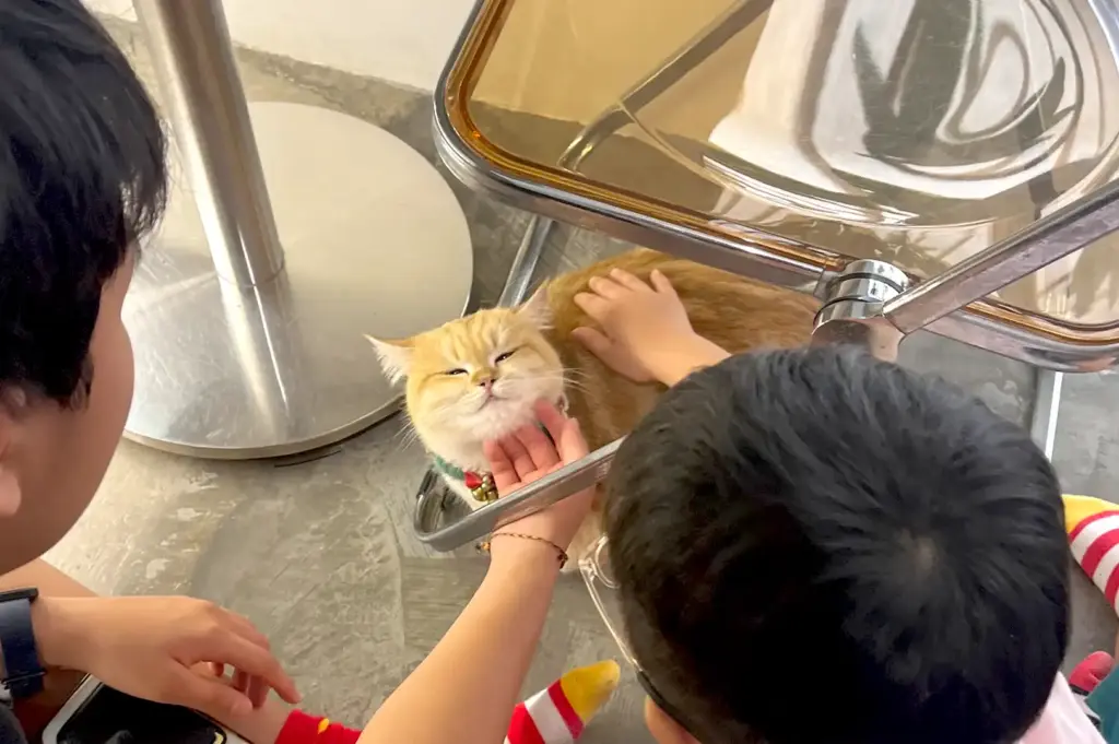 Visitors gently petting an orange cat under a table, showcasing the interactive and friendly experience at Meomi Cat Cafe.
