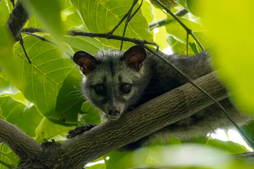 An Asian palm civet on a branch surrounded by green leaves.