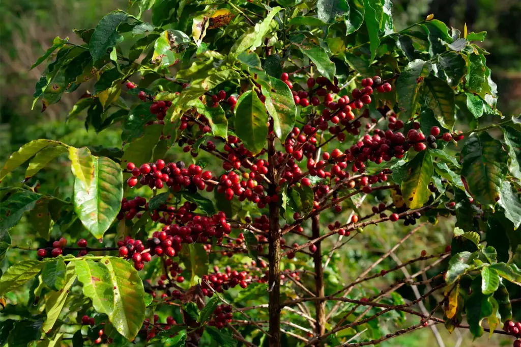 A coffee bush tree with ripe red coffee cherries growing along its branches.