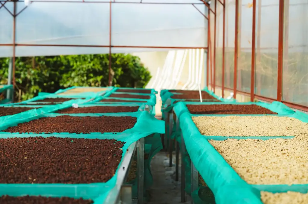 Rows of coffee beans in rectangular containers getting dried.
