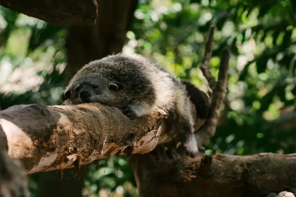 A wild Asian palm civet peacefully resting on a tree branch with a tangle of green leaves in the background.